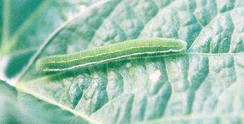 Photo - Alfalfa caterpillar