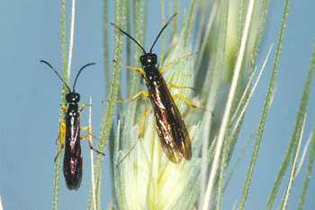 Photo - Wheat stem sawfly in wheat