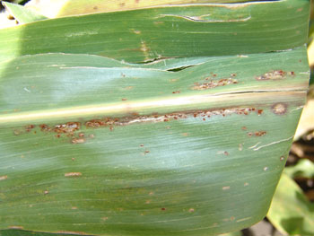 Common rust in corn