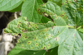 Soybean leaf with bacterial blight
