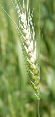 Fusarium head blight (scab) of wheat