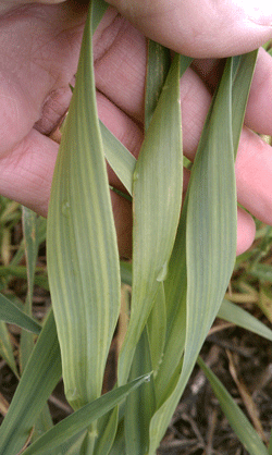 Yellow wheat likely due to nutrient loss