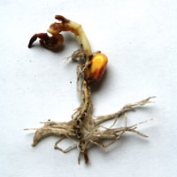 Photo - Rotted corn seedling