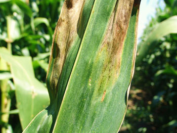 Goss's wilt in corn