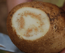 Potato psyllid damage