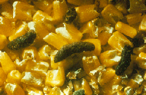 Rodent droppings in corn