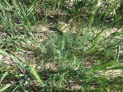 Weeds overcoming wheat
