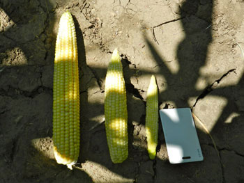 Corn ear comparison from the same field