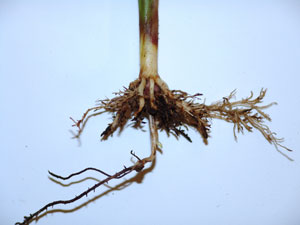 Sting nematode injury to corn roots