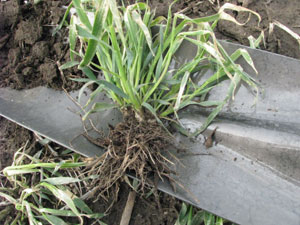 Winter wheat in Hall County, 4-16-13