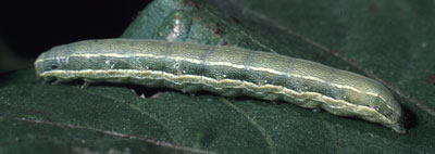 beet armyworm