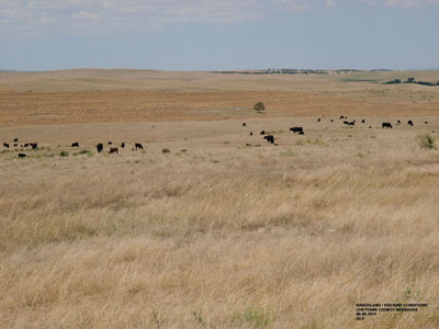 Droughty pasture in the Panhandle, June 2012