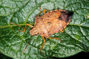 Photo - Spined stink bug