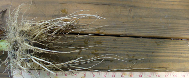 Photo - Shallow corn roots