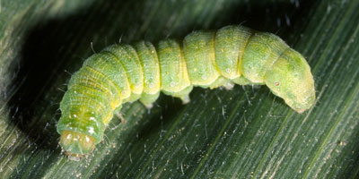 Corn earworm larva