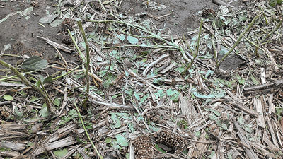 Hail damaged soybean