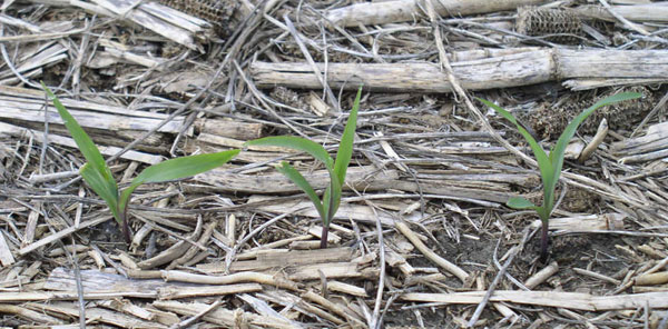 Corn emerging among residue