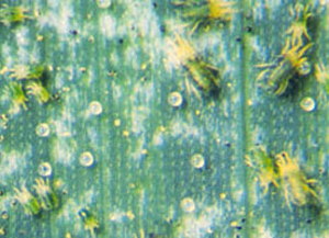 Banks grass mites