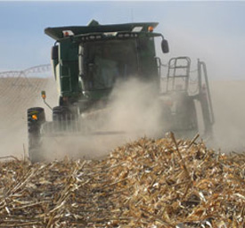 Combine in field harvesting downed corn