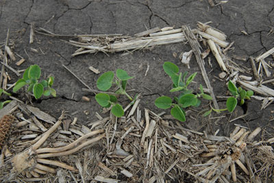 Soybeans at unifoliate stage