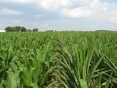 Side-by-side corn hybrid trials