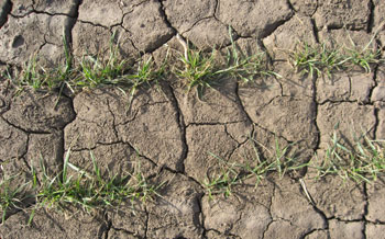 Winter wheat in dry soil