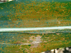 Photo: Southern corn rust