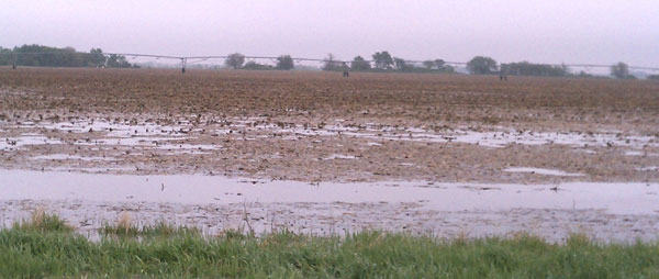 Rain drenched field
