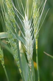 Photo - Fusarium head blight in wheat