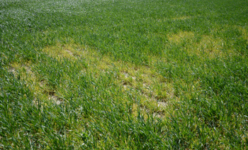 wheat soilborne mosaic virus in wheat
