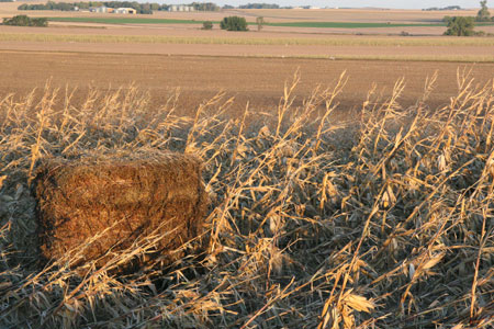 Tornado-damaged corn field