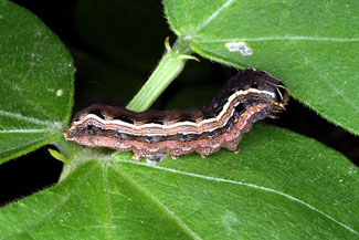 Photo - Yellow-striped armyworm
