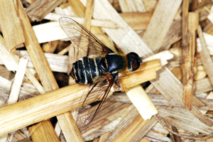 Photo - Bee fly