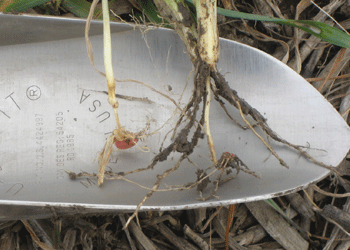 Wheat root comparison