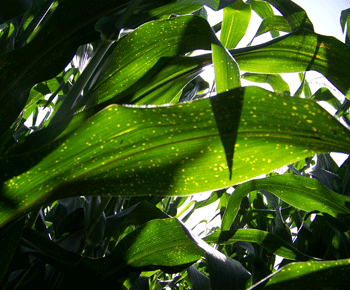 Photo - Yellow spotted leaves indicate disease mimic symptoms