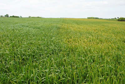 Photo - Wheat varieties resistant and non resistant to stripe rust