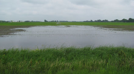 Photo - Flooded field