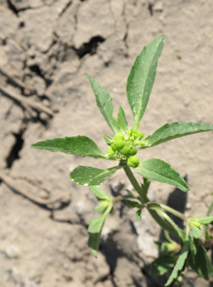 Toothed spurge