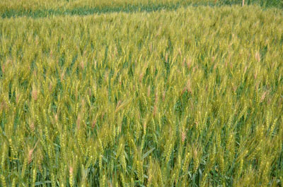 Field of scabby wheat