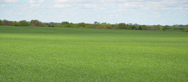 Field of wheat