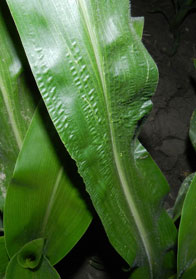 Rippled corn leaf due to rapid corn growth