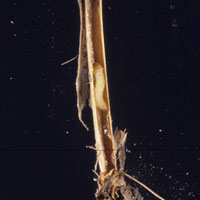 Wheat stem sawfly adult female