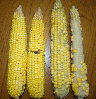 Poor corn pollination 