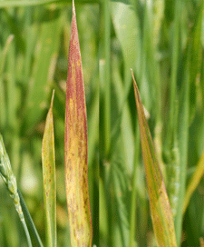 Wheat: Red discolored flag leaf