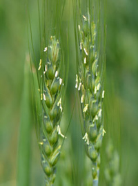 Healthy head of wheat