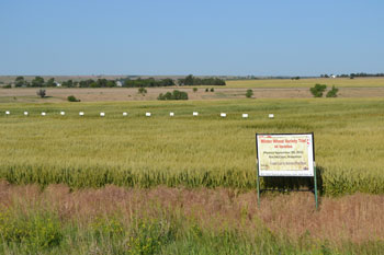 Wheat variety plot site in Furnas County, 2012