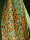 Wheat leaf rust