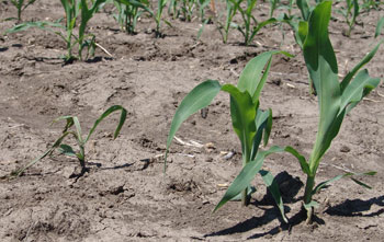 Photo - Corn seedling damping off
