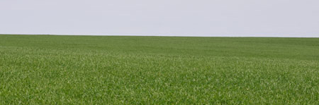 Nebraska wheat field