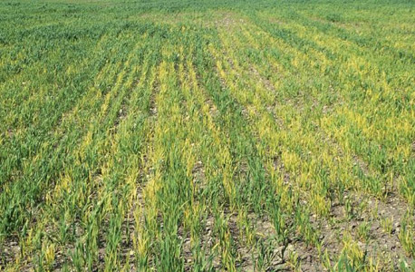iron deficiency shown in wheat field